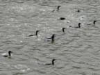 cormorants.JPG (206 KB)